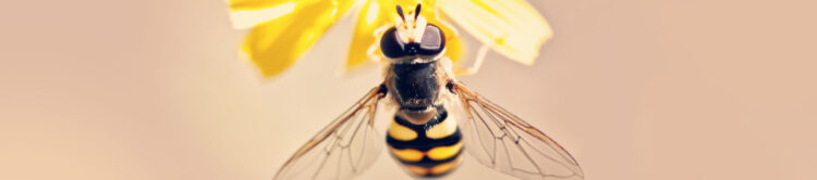 Co powinieneś wiedzieć przed wykonaniem badania w kierunku alergii na jad pszczoły i osy