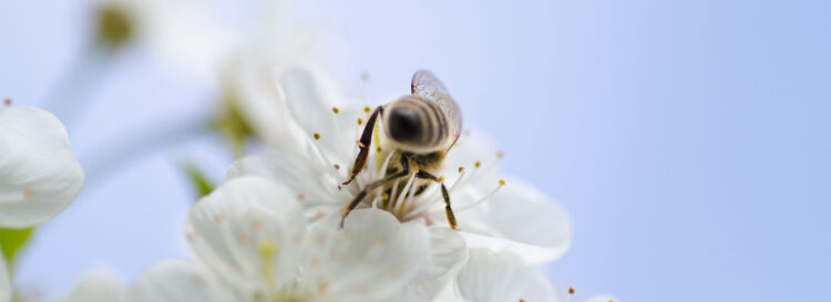 Interpretacja wyników testów na jad pszczoły i osy