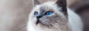 Zdjęcie szarego kota z intensywnie niebieskimi oczami
