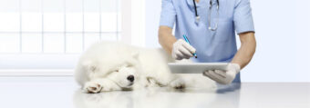 Wytyczne dla właścicieli zwierząt w czasie wizyty w lecznicy dla zwierząt w okresie pandemii