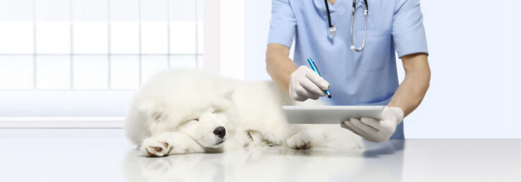 Wytyczne dla właścicieli zwierząt w czasie wizyty w lecznicy dla zwierząt w okresie pandemii