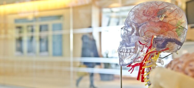 Model głowy ludzkiej z widocznymi naczyniami krwionośnymi